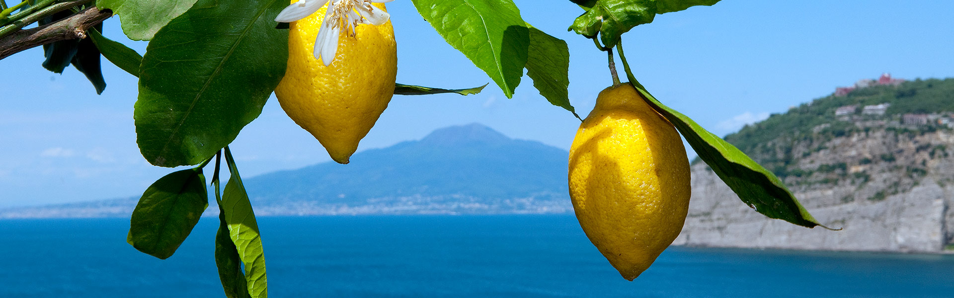 Piemme - Il Limoncello di Sorrento